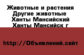 Животные и растения Другие животные. Ханты-Мансийский,Ханты-Мансийск г.